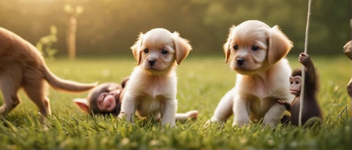 playing puppies,puppies,hunting dogs,clumber spaniel,nova scotia duck tolling retriever,golden retriever puppy,golden retriver,dog pure-breed,pet vitamins & supplements,dog breed,walking dogs,dog photography,herding dog,dog walker,dog-photography,golden retriever,color dogs,obedience training,playing dogs,cute puppy,Photography,General,Commercial