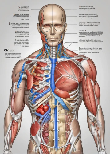 muscular system,human body anatomy,rmuscles,human anatomy,anatomical,biceps curl,medical illustration,the human body,muscle angle,rib cage,medical concept poster,anatomy,rotator cuff,skeletal structure,human body,human internal organ,circulatory system,kinesiology,abdominals,ribcage,Unique,Design,Infographics