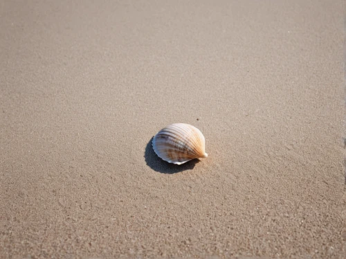 sea shell,beach shell,seashell,spiny sea shell,shell,clam shell,sea snail,snail shell,in shells,seashells,shells,half shell,bivalve,beach ball,sand seamless,blue sea shell pattern,whelk,sea shells,conch shell,clamshell,Photography,Documentary Photography,Documentary Photography 19