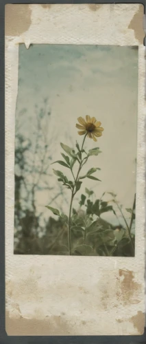 helianthus,vintage botanical,sun flowers,flowers frame,ambrotype,lubitel 2,small sun flower,perennials-sun flower,woodland sunflower,vintage flowers,coneflower,sea beach-marigold,seaside daisy,joe pye weed,agfa isolette,windflower,late goldenrod,coneflowers,sunflower paper,goldenrod,Photography,Documentary Photography,Documentary Photography 03