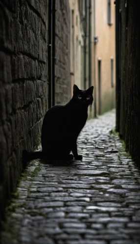 alley cat,street cat,stray cat,feral cat,black cat,cat european,alley,the cat,cat image,the cobbled streets,jiji the cat,magpie cat,alleyway,cobblestones,cobble,cobblestone,rescue alley,cat sparrow,domestic short-haired cat,cat,Conceptual Art,Daily,Daily 06