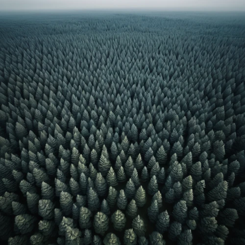 fir forest,coniferous forest,pine forest,foggy forest,spruce-fir forest,forests,germany forest,pine trees,larch forests,bavarian forest,the forests,spruce forest,temperate coniferous forest,trees with stitching,fir trees,forest,forest landscape,the forest,forest floor,coniferous,Photography,Documentary Photography,Documentary Photography 04