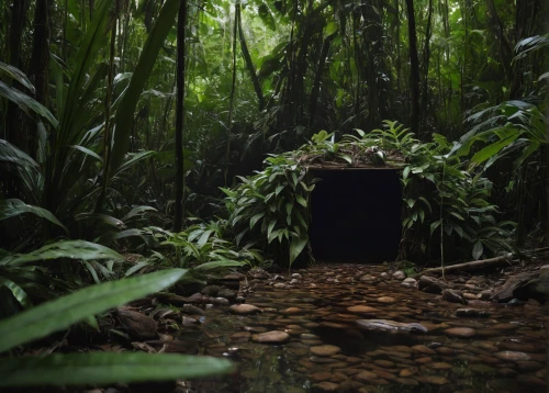 tunnel of plants,plant tunnel,pillbox,tunnel,lava tube,charcoal kiln,jungle,wall tunnel,fairy door,rainforest,wishing well,shelter,burial chamber,rain forest,bushbox,the grave in the earth,torii tunnel,bunker,tropical jungle,cistern,Photography,Documentary Photography,Documentary Photography 20