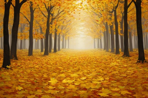 autumn forest,autumn background,autumn landscape,autumn scenery,deciduous forest,golden autumn,autumn fog,autumn walk,autumn trees,fall landscape,yellow leaves,forest landscape,autumn idyll,golden trumpet trees,the autumn,tree lined path,autumn morning,light of autumn,fallen leaves,autumn leaves,Conceptual Art,Daily,Daily 04
