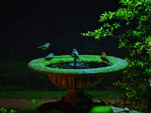 bird bath,landscape lighting,green-tailed emerald,green jay,green parakeet,decorative fountains,rose-ringed parakeet,perched birds,garden birds,green bird,blue parakeet,yellow-green parrots,parakeets,gujarat birds,humming bird pair,rose ringed parakeet,south american parakeet,stone fountain,indigo bunting,guatemalan quetzal,Conceptual Art,Fantasy,Fantasy 14