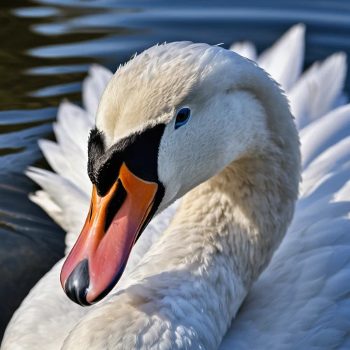 mute swan,trumpeter swan,tundra swan,swan cub,young swan,cygnet,swan,swan on the lake,white pelican,eastern white pelican,the head of the swan,snow goose,white swan,trumpeter swans,swans,swan baby,swan pair,trumpet of the swan,great white pelican,swan lake,Photography,General,Natural