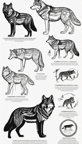 animal shapes,canidae,animal icons,carnivores,wolves,big cats,line art animals,scandivian animals,werewolves,canis panther,mammals,wolf hunting,felines,woodland animals,ancient dog breeds,round animals,felidae,wild animals,forest animals,canis lupus,Unique,Design,Infographics