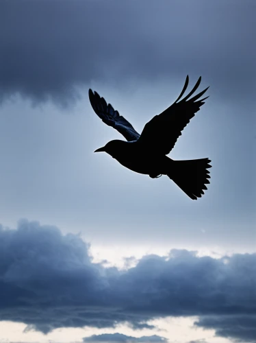 fish crow,crow in silhouette,bird in flight,corvid,carrion crow,crane bird flying,corvidae,hooded crows,steller s jay,new caledonian crow,bird flying,bird in the sky,black vulture,black crow,black billed magpie,corvus corax,hooded crow,nocturnal bird,crows bird,corvus,Art,Artistic Painting,Artistic Painting 22