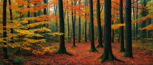 autumn forest,deciduous forest,forest landscape,temperate broadleaf and mixed forest,autumn landscape,beech forest,mixed forest,autumn background,autumn trees,germany forest,fall landscape,temperate coniferous forest,beech trees,coniferous forest,deciduous trees,northern hardwood forest,autumn scenery,the trees in the fall,forest background,fall foliage,Photography,Documentary Photography,Documentary Photography 07