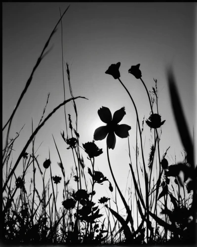 coneflowers,white clover,brook avens,clover leaves,meadow clover,red clover,clover flower,trifolium,old field clover,four-leaf clover,narrow clover,three leaf clover,five-leaf clover,coneflower,windflower,wild strawberries,retro flower silhouette,pennywort,figwort,clover meadow,Illustration,Black and White,Black and White 31