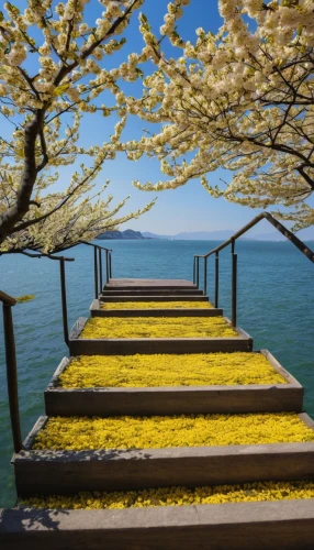 forsythia,blooming trees,flowering trees,spring blossoms,walkway,blossom tree,montreux,spring blossom,wooden bridge,blooming tree,lake balaton,lake thun,wooden pier,balaton,spring in japan,flowering tree,lake annecy,the cherry blossoms,tree blossoms,kirch blossoms