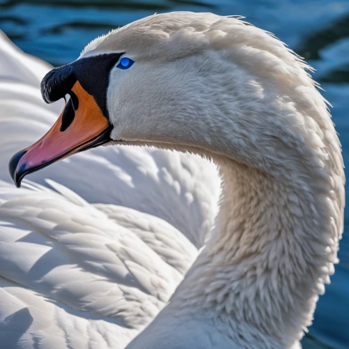 trumpeter swan,tundra swan,mute swan,white swan,the head of the swan,swan on the lake,trumpeter swans,swan,young swan,canadian swans,cygnet,swans,snow goose,trumpet of the swan,swan pair,swan cub,constellation swan,swan boat,swan lake,pelecanus onocrotalus,Photography,General,Natural