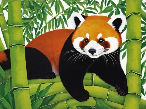 red panda,bamboo,chinese panda,panda,ring-tailed,bamboo frame,mustelid,pandabear,oliang,madagascar,patrol,illustration,dongfang meiren,xiangwei,coatimundi,colored pencil background,bamboo flute,bamboo shoot,giant panda,bánh xèo,Conceptual Art,Oil color,Oil Color 15