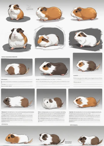 guinea pigs,guineapig,guinea pig,many teat mice,rodentia icons,hamster frames,white footed mice,cavy,piebald,round animals,lab mouse top view,animal shapes,schleich,scandivian animals,gerbil,kooikerhondje,hamster,mice,mouse bacon,small animals,Unique,Design,Character Design
