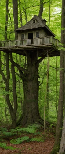 tree house,tree top path,tree house hotel,treehouse,european beech,beech forest,tree canopy,wooden bridge,treetop,celtic tree,the japanese tree,forest tree,house in the forest,beech trees,treetops,germany forest,tree top,forest chapel,crooked forest,greenforest,Photography,Documentary Photography,Documentary Photography 07