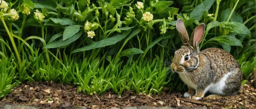 wild rabbit in clover field,hare trail,leveret,young hare,audubon's cottontail,hare window,american snapshot'hare,european brown hare,mountain cottontail,bunny on flower,brown hare,eastern cottontail,cottontail,dwarf rabbit,field hare,lepus europaeus,hare,hare field,mountain cottontail at devils tower,peter rabbit,Art,Classical Oil Painting,Classical Oil Painting 17