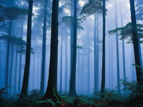 foggy forest,tropical and subtropical coniferous forests,fir forest,pine forest,coniferous forest,holy forest,germany forest,aaa,forest of dreams,forests,the forests,old-growth forest,forest dark,temperate coniferous forest,forest,the forest,spruce forest,haunted forest,forest landscape,yakushima,Conceptual Art,Sci-Fi,Sci-Fi 18