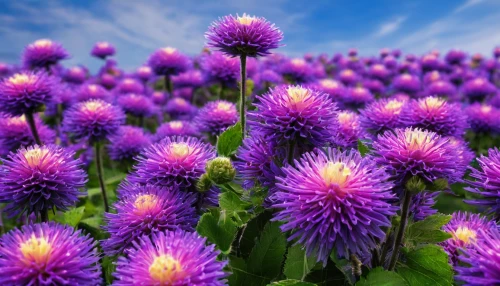 purple chrysanthemum,violet chrysanthemum,purple dahlias,blue chrysanthemum,senetti,purple flowers,cyanus cornflower,purple coneflower,chive flowers,perennial cornflowers,purple salsify,chrysanthemum background,chrysanthemum flowers,purple flower,african daisies,violet flowers,pink chrysanthemums,asters,perennial asters,flower purple,Conceptual Art,Sci-Fi,Sci-Fi 12