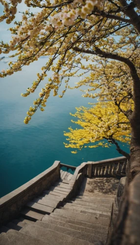 bench by the sea,lake geneva,waterfront,shoreline,body of water,lake thun,bench,beautiful lake,lakeside,the body of water,lake shore,montreux,wooden bench,seaside view,lake zurich,the lake,by the sea,dock,coastline,lake garda,Photography,General,Cinematic