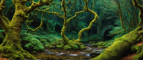 elven forest,green forest,riparian forest,forest moss,old-growth forest,forest landscape,swampy landscape,fairy forest,enchanted forest,fairytale forest,beech forest,forest glade,brook landscape,rain forest,deciduous forest,valdivian temperate rain forest,rainforest,tropical and subtropical coniferous forests,druid grove,green landscape,Photography,Black and white photography,Black and White Photography 12