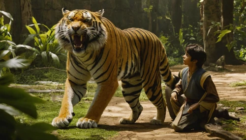 asian tiger,bengal tiger,sumatran tiger,a tiger,tigers,chestnut tiger,young tiger,tiger cub,tiger,bengal,bengalenuhu,malayan tiger cub,tiger png,siberian tiger,sumatran,king of the jungle,tiger cat,tigerle,big cats,hunting scene,Photography,Fashion Photography,Fashion Photography 15