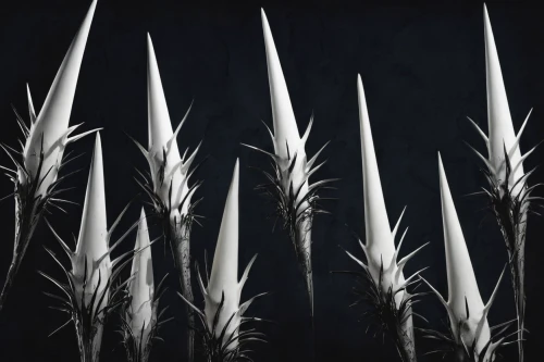 feather bristle grass,quills,cattails,silver grass,white feather,blades of grass,phragmites,spikes,grass blades,pennisetum,feathers,reeds,arrowheads,reed grass,black feather,silver cutlery,cattail,bulrush,ornamental grass,phragmites australis,Illustration,Black and White,Black and White 07