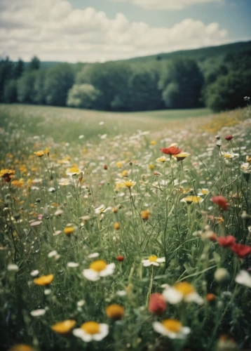 meadow flowers,flower meadow,flowering meadow,flower field,summer meadow,flowers field,field of flowers,meadow,wildflower meadow,small meadow,wild meadow,blooming field,meadow daisy,wild flowers,meadow landscape,meadow rues,dandelion meadow,dandelion field,wildflowers,spring meadow,Photography,Documentary Photography,Documentary Photography 02