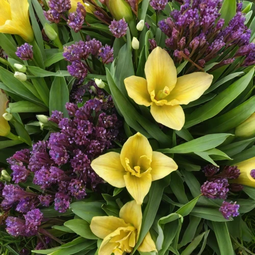 hyacinths,india hyacinth,golden lilac,flowers png,farmers market flowers,graph hyacinth,flowers in may,spring flowers,farmers market mixed flowers,bulbous flowers,potted flowers,fragrant flowers,hyacinth,pineapple lilies,ornamental plants,ornamental flowers,early summer flowers,freesias,tulipan violet,colorful flowers,Photography,General,Natural
