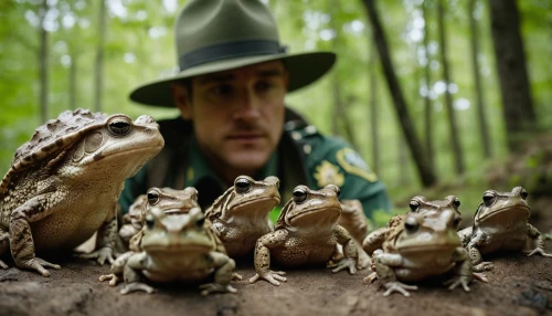 frog gathering,frogs,frog king,cane toad,boreal toad,true toad,frog background,tree frogs,frog through,amphibians,zookeeper,wildlife biologist,toad,toadstools,patrols,agalychnis,man frog,bufo,true salamanders and newts,mudskippers,Photography,General,Cinematic