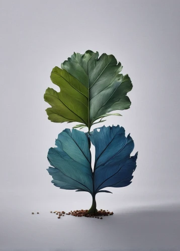 walnut leaf,blue leaf frame,tree leaf,beech leaf,fig leaf,sapling,leaf background,spring leaf background,four-leaf,paper art,fan leaf,chestnut leaf,magnolia leaf,ficus,conceptual photography,custody leaf,leaf vegetable,flourishing tree,suspended leaf,isolated tree,Photography,Fashion Photography,Fashion Photography 06