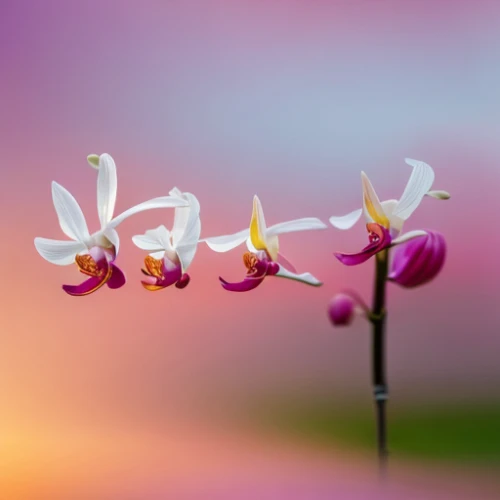 mixed orchid,butterfly orchid,epidendrum,epimedium,moth orchid,wild orchid,orchid,stamens,bulbous flowers,orchid flower,orchids,stamen,grape-grass lily,lilac orchid,autumnalis,minimalist flowers,twinflower,lilies of the valley,flower in sunset,tulpenbüten,Realistic,Flower,Orchid