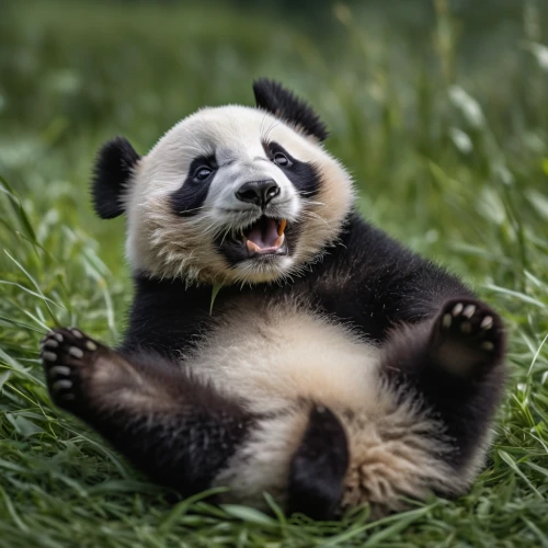chinese panda,baby panda,panda cub,panda face,panda,lun,little panda,giant panda,panda bear,hanging panda,pandabear,pandas,kawaii panda,french tian,baby laughing,oliang,kawaii panda emoji,cute animal,po,yawns,Photography,General,Natural