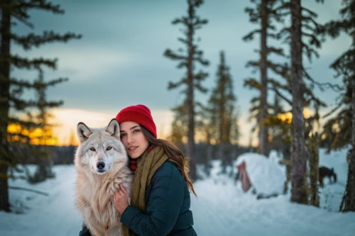 canadian eskimo dog,seppala siberian sleddog,siberian husky,alaskan malamute,girl with dog,karelian bear dog,miniature siberian husky,norwegian elkhound,white shepherd,sakhalin husky,west siberian laika,sled dog,mushing,siberian,northern inuit dog,wolfdog,saarloos wolfdog,winter background,dog sled,wolf couple