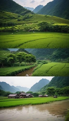 yamada's rice fields,rice fields,rice paddies,the rice field,rice field,ricefield,rice terraces,rice cultivation,guizhou,rice terrace,yunnan,green landscape,landscape background,paddy field,vietnam,green fields,qinghai,green valley,philippines scenery,shaanxi province,Photography,General,Cinematic