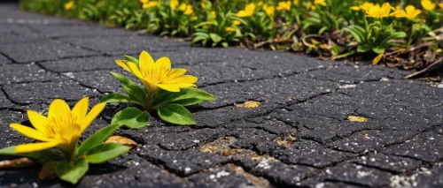 fallen flower,cobblestones,pavers,yellow petals,yellow flowers,ground cover,paved square,paved,crocuses,groundcover,yellow daisies,paving stones,yellow petal,blooming grass,sidewalk,yellow daffodils,cobblestone,marigolds,flower carpet,cobbles,Illustration,Paper based,Paper Based 14