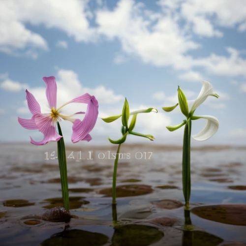 flowers png,lilies,lily water,lillies,lily flower,flower background,water flower,aquatic plant,flower of water-lily,minimalist flowers,flower water,floral digital background,water lotus,calla lilies,flower illustrative,easter lilies,water-the sword lily,grape-grass lily,lilies of the valley,lotuses,Realistic,Flower,Columbine