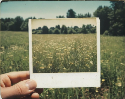 mirror in the meadow,clover frame,botanical frame,lubitel 2,flowers frame,digital photo frame,film frames,floral frame,meadow,photo frame,flower frame,suitcase in field,blank photo frames,meadow plant,floral silhouette frame,summer meadow,retro frame,flower frames,paper frame,picture frame,Photography,Documentary Photography,Documentary Photography 03