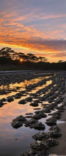 falkland islands,fraser island,low tide,isle of mull,paparoa national park,tasmania,byron bay,bay of islands,beach landscape,north island,punakaiki,alnmouth,carbis bay,south island,new south wales,aberdeenshire,sunrise beach,coast sunset,sunset beach,new zealand,Illustration,Black and White,Black and White 26