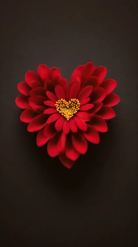 red chrysanthemum,chrysanthemum background,flowers png,two-tone heart flower,heart background,carnation of india,valentine flower,paper flower background,rose png,flower background,red flower,heart icon,red heart medallion,chrysanthemum cherry,heart with crown,flower illustrative,chrysanthemum,daisy heart,floral heart,red gerbera