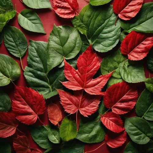 red leaves,leaf background,colorful leaves,red leaf,holly leaves,red foliage,bicolor leaves,spring leaf background,colored leaves,gum leaves,rose leaves,nasturtium leaves,red and green,beech leaves,fall leaf border,autumn leaf paper,maple leaf red,mandarin leaves,watercolor leaves,maple foliage,Photography,General,Natural