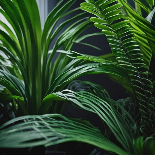 tropical greens,green plants,green wallpaper,dark green plant,tropical leaf pattern,tropical jungle,plants,tropical leaf,green plant,jungle leaf,palm leaves,tropical floral background,exotic plants,ferns,jungle,monstera,monstera deliciosa,fern plant,houseplant,greenery,Photography,Documentary Photography,Documentary Photography 19