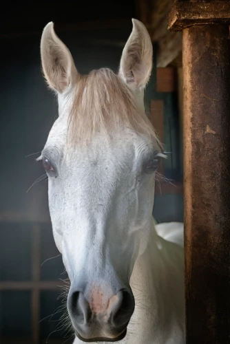 portrait animal horse,albino horse,horse snout,a white horse,equine,przewalski's horse,quarterhorse,palomino,haflinger,australian pony,warm-blooded mare,gypsy horse,draft horse,zebu,andalusians,horse eye,dream horse,konik,belgian horse,horse grooming