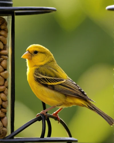 saffron bunting,yellow finch,yellowhammer,finch bird yellow,canary bird,yellow robin,saffron finch,golden finch,siskin,american goldfinch,yellow winter finch,greenfinch,yellow warbler,atlantic canary,european greenfinch,green finch,western tanager,red feeder,cape weaver,lesser goldfinch,Illustration,Retro,Retro 06