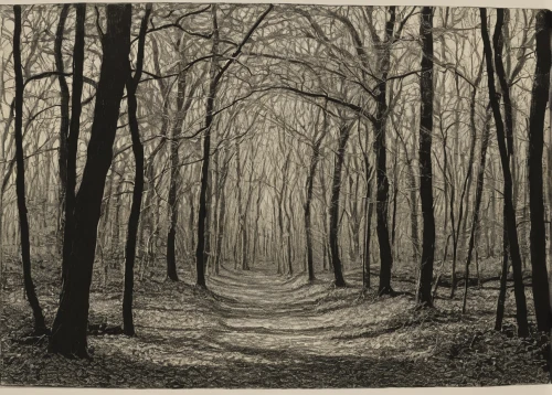 stieglitz,northern hardwood forest,forest road,beech forest,deciduous forest,forest path,woodcut,forest landscape,beech trees,winter forest,forest walk,old-growth forest,trees with stitching,copse,woodland,row of trees,chestnut forest,the woods,tree lined path,the forest,Conceptual Art,Oil color,Oil Color 15