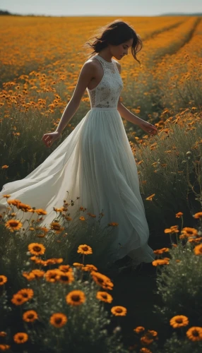 chamomile in wheat field,sun bride,wedding photography,girl in a long dress,mayweed,flower girl,daffodil field,field of flowers,field of rapeseeds,girl in flowers,meadow daisy,oxeye daisy,yellow petals,blooming field,yellow grass,sunflower lace background,camomile flower,passion photography,walking down the aisle,marguerite daisy,Photography,Documentary Photography,Documentary Photography 08