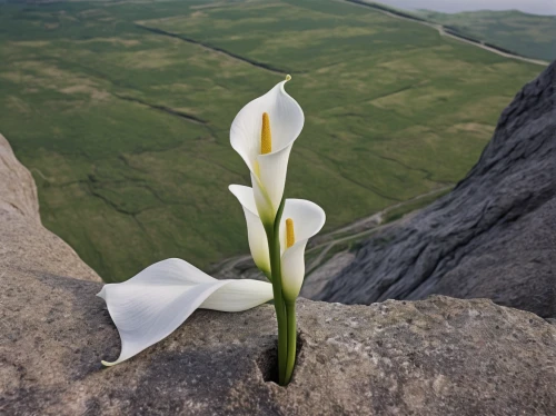 madonna lily,calla lily,white trumpet lily,giant white arum lily,calla lilies,lilies of the valley,white lily,avalanche lily,lilly of the valley,calla,sego lily,calochortus,angel's trumpets,siberian fawn lily,tulip white,tulipa,wild tulip,whernside,tasmanian flax-lily,turkestan tulip,Photography,Documentary Photography,Documentary Photography 07