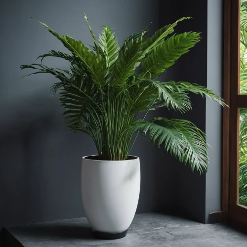dark green plant,norfolk island pine,fern plant,houseplant,potted palm,indoor plant,ostrich fern,fan palm,house plants,money plant,monstera deliciosa,botanical frame,exotic plants,monstera,peace lily,ikebana,container plant,cycad,pot plant,plant pot,Photography,Documentary Photography,Documentary Photography 19