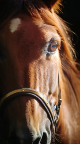 portrait animal horse,quarterhorse,bridle,equine,horse eye,warm-blooded mare,belgian horse,horse snout,standardbred,horse breeding,gelding,horse grooming,haflinger,racehorse,equestrian sport,arabian horse,mustang horse,draft horse,horse tack,horsemanship