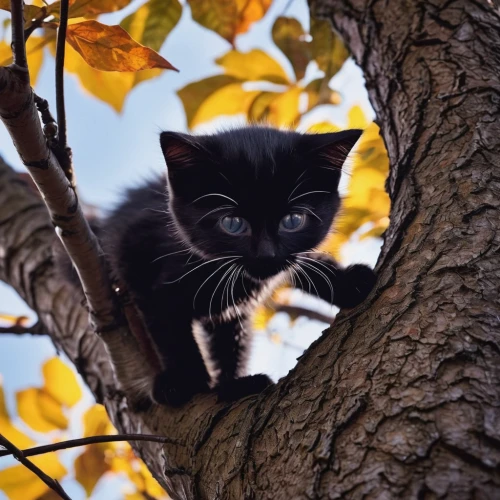 cats in tree,oak kitten,he is climbing up a tree,blossom kitten,kitten,pounce,climber,treetop,cute cat,stray kitten,hanging cat,magpie cat,little cat,feral cat,young cat,golden eyes,tabby kitten,tree top,kitten willow,black cat,Photography,Documentary Photography,Documentary Photography 23