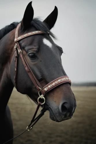 quarterhorse,bridle,horse tack,standardbred,horse harness,belgian horse,equestrian helmet,equine,portrait animal horse,warm-blooded mare,haflinger,vintage horse,draft horse,equestrian,endurance riding,arabian horse,gelding,black horse,horse snout,horsemanship